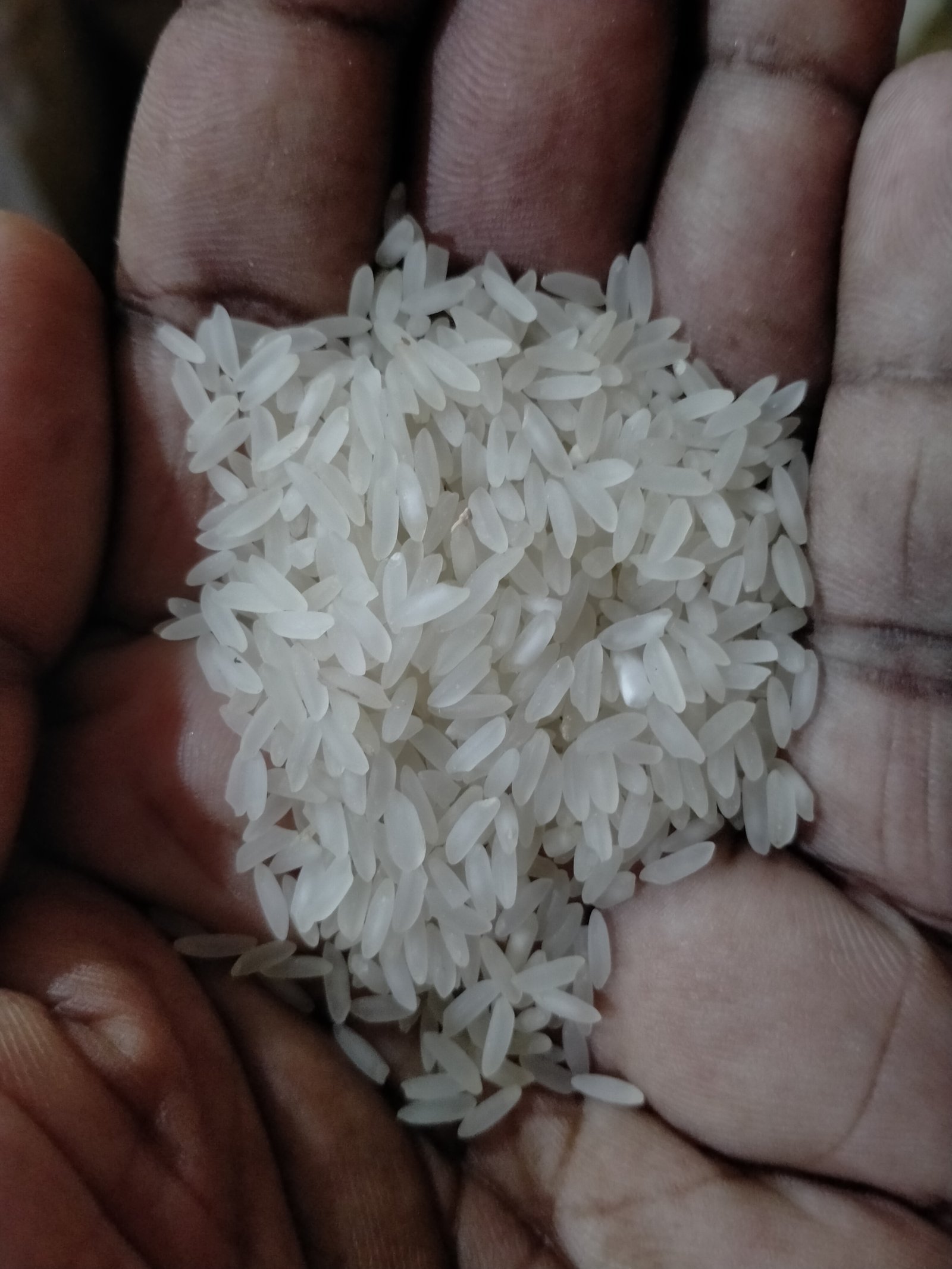 Katari najir rice 25kg premium quality